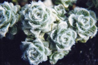 Raoulia x loganii 'Cheesman'